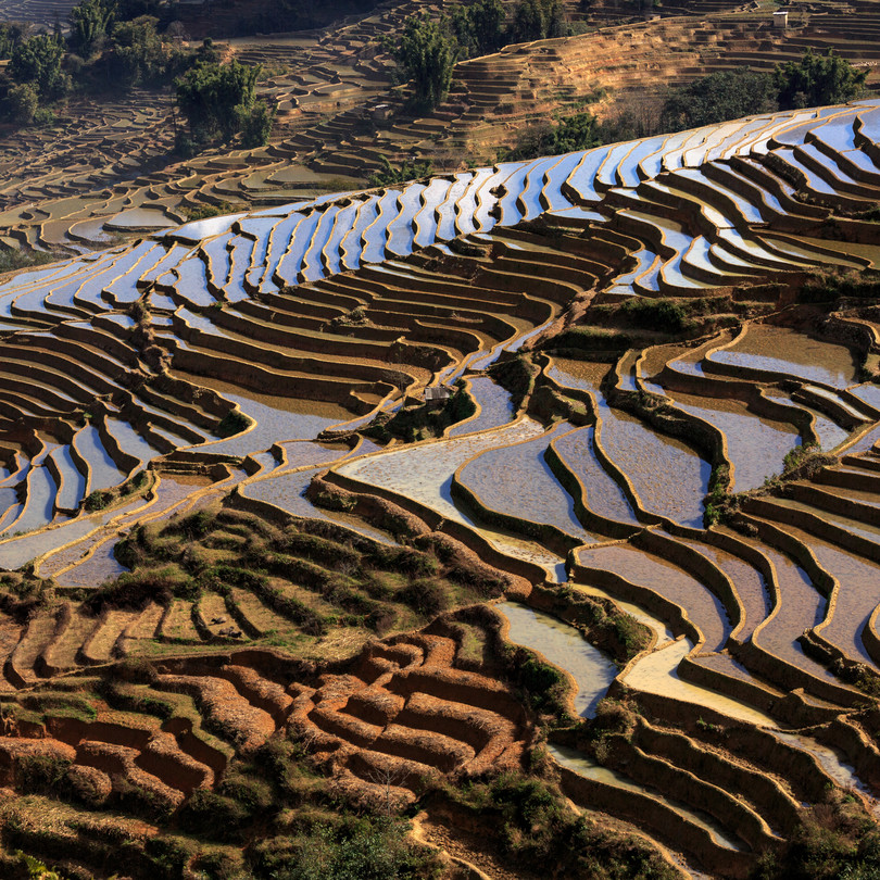 Irrigated Rice Terrace Fields in Yuanyang County, Yunnan Province, China